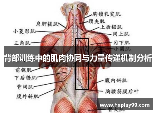 背部训练中的肌肉协同与力量传递机制分析